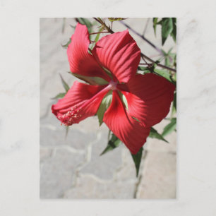 Hibiskus Nr. 2 Postkarte