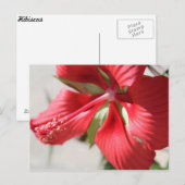 Hibiskus Nr. 3 Postkarte (Vorne/Hinten)