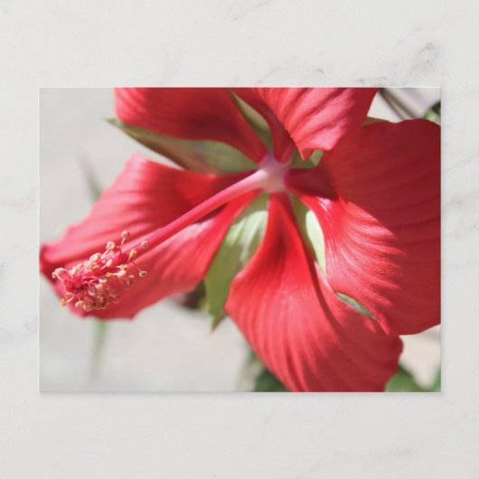 Hibiskus Nr. 3 Postkarte (Vorderseite)