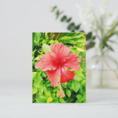 Hibiskus, Placencia, Belize Postkarte (Stehend Vorderseite)