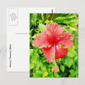 Hibiskus, Placencia, Belize Postkarte (Vorne/Hinten)