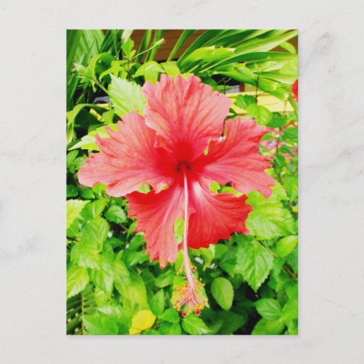 Hibiskus, Placencia, Belize Postkarte (Vorderseite)