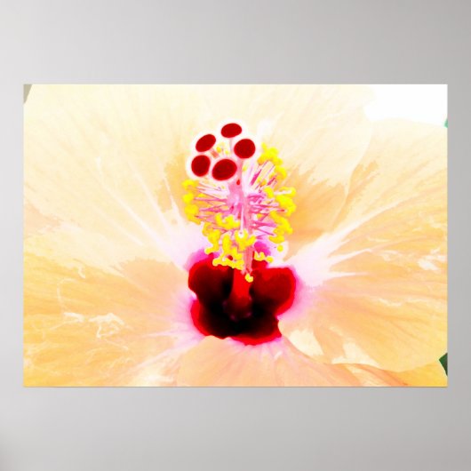 Hibiskus Poster (Vorne)