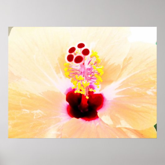 Hibiskus Poster (Vorne)
