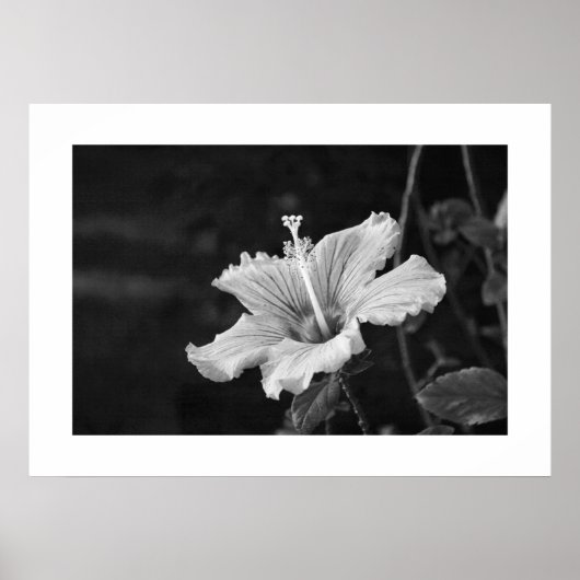 Hibiskus-Poster Nr. 2 Poster (Vorne)