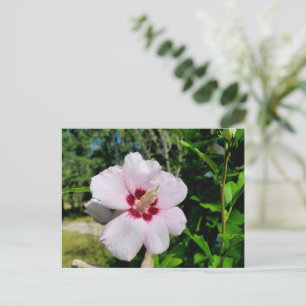 Hibiskus Postkarte