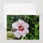 Hibiskus Postkarte (Vorne/Hinten)