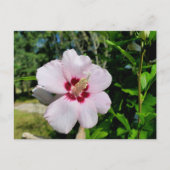 Hibiskus Postkarte (Vorderseite)