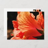 Hibiskus Postkarte (Vorne/Hinten)