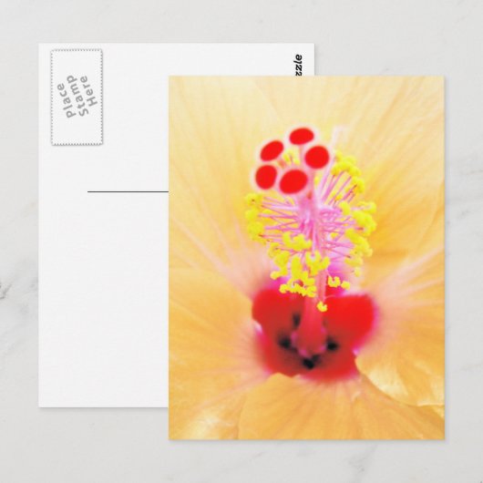 Hibiskus Postkarte (Vorne/Hinten)
