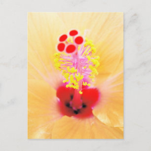 Hibiskus Postkarte