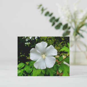 Hibiskus Postkarte