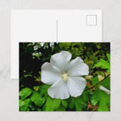 Hibiskus Postkarte (Vorne/Hinten)