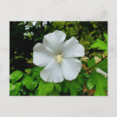 Hibiskus Postkarte (Vorderseite)