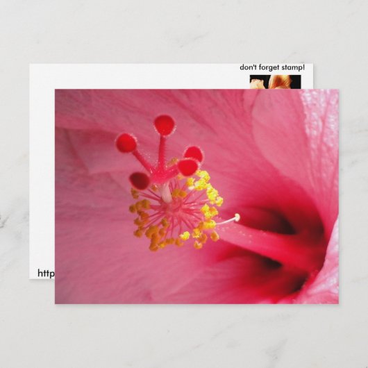 Hibiskus Postkarte (Vorne/Hinten)