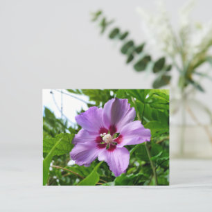 Hibiskus Postkarte