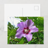 Hibiskus Postkarte (Vorne/Hinten)