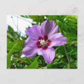 Hibiskus Postkarte (Vorderseite)