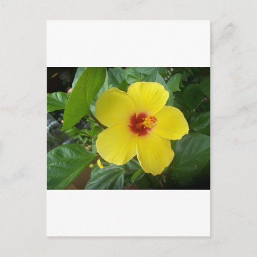 Hibiskus Postkarte (Vorderseite)