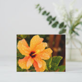 Hibiskus Postkarte (Stehend Vorderseite)