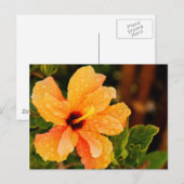 Hibiskus Postkarte (Vorne/Hinten)