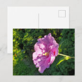 Hibiskus Postkarte (Vorne/Hinten)