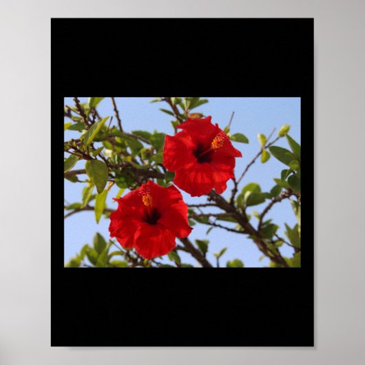 Hibiskus Red Blume Blue Sky Alicante Aufkleber Poster (Vorne)