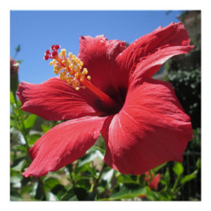 Hibiskus Red Blume Poster