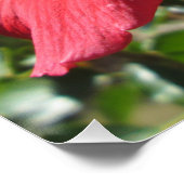 Hibiskus Red Blume Poster (Ecke)