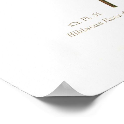 Hibiskus Rosa-sinensis Poster (Ecke)