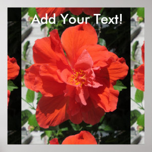 Hibiskus Rote blühende Pflanze Poster