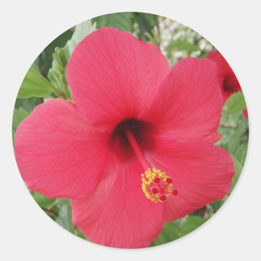 Hibiskus Runder Aufkleber (Vorderseite)