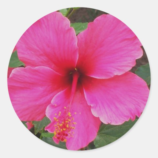 Hibiskus Runder Aufkleber (Vorderseite)