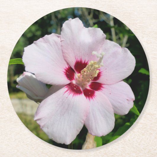 Hibiskus Runder Pappuntersetzer (Vorderseite)