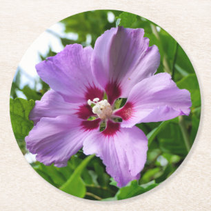 Hibiskus Runder Pappuntersetzer