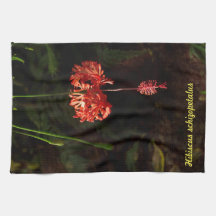 Hibiskus schizopetalus - japanische Laterne