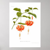 Hibiskus Schizopetalus Poster (Vorne)
