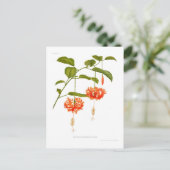 Hibiskus Schizopetalus Postkarte (Stehend Vorderseite)
