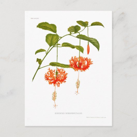 Hibiskus Schizopetalus Postkarte (Vorderseite)