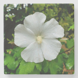 Hibiskus Steinuntersetzer