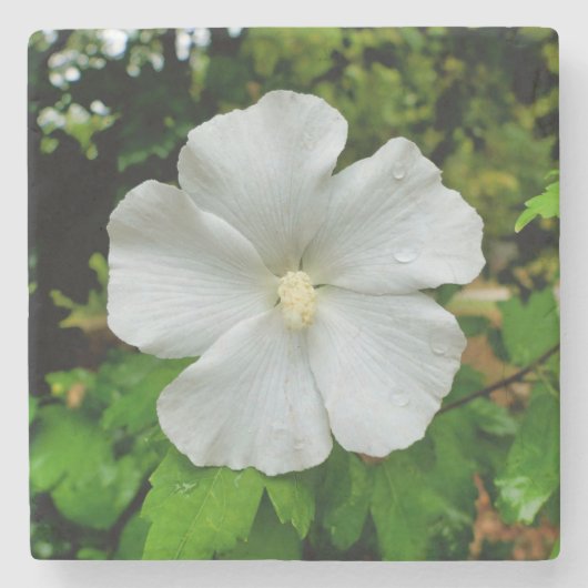 Hibiskus Steinuntersetzer (Vorderseite)