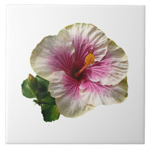 Hibiskus-SüßigkeitStriper Fliese