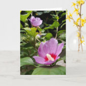 Hibiskus syriacus Aphrodite Shrub , Rose Bloom Karte (Gelbe Blume)