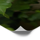 Hibiskus syriacus Aphrodite Shrub , Rose Bloom Poster (Ecke)