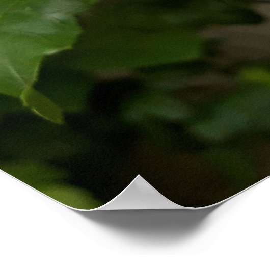 Hibiskus syriacus Aphrodite Shrub , Rose Bloom Poster (Ecke)