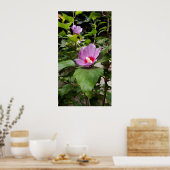 Hibiskus syriacus Aphrodite Shrub , Rose Bloom Poster (Küche)