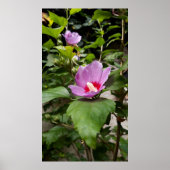 Hibiskus syriacus Aphrodite Shrub , Rose Bloom Poster (Vorne)