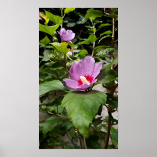 Hibiskus syriacus Aphrodite Shrub , Rose Bloom Poster
