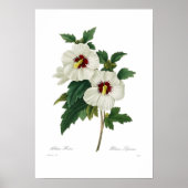 Hibiskus Syriacus Poster (Vorne)