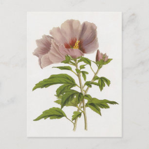 Hibiskus Syriacus Postkarte